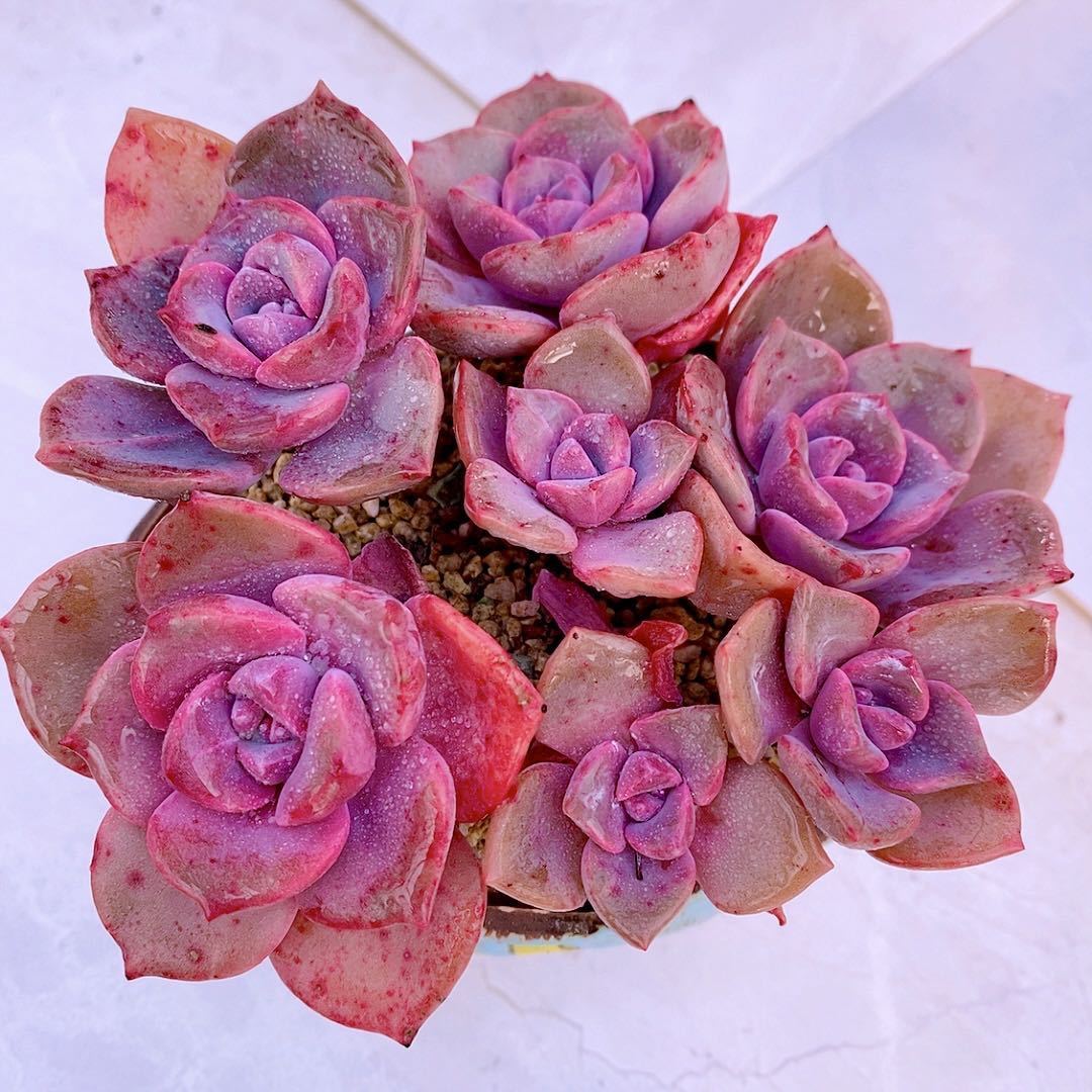 y多肉植物彩虹糖新品容易养活