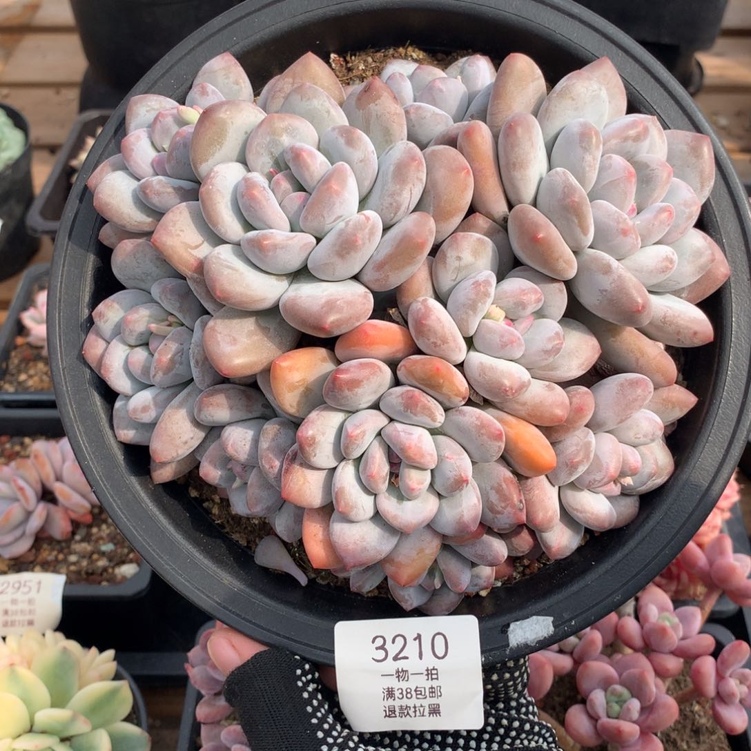 18厘米11头老桩香水3210