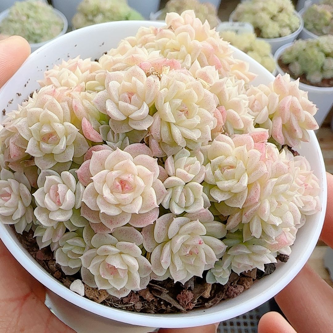 晴***情1202-31（fm-8-1）专拍