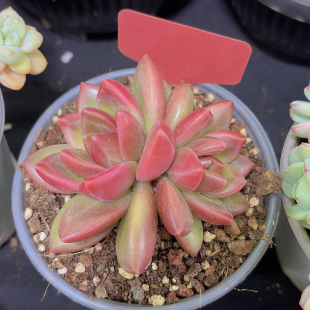 冰***梅云南金致家精品多肉