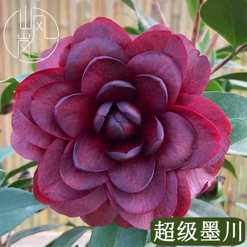 【超级墨川】正品山茶花树苗花卉盆栽名贵品种带花苞绿植好养活植物