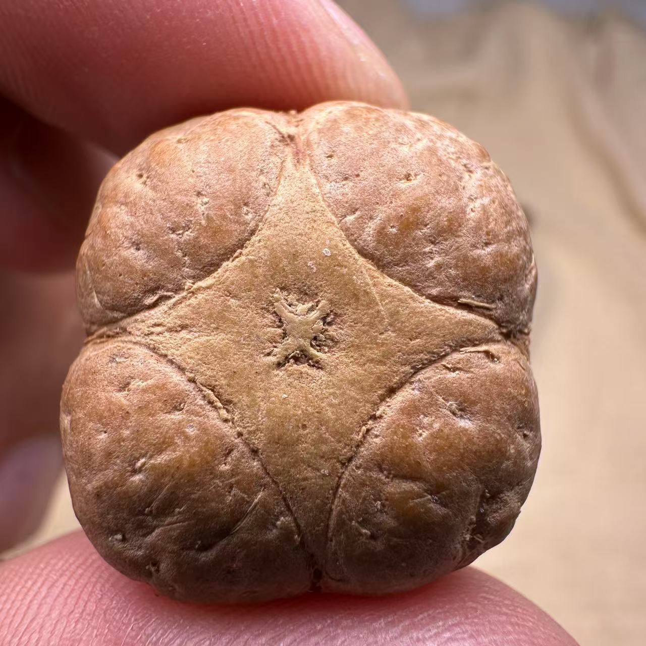 尼泊尔麒麟眼菩提，尺寸25，sss系列，货号S8
