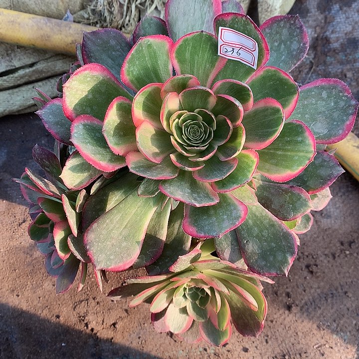 296粉花妖多肉植物