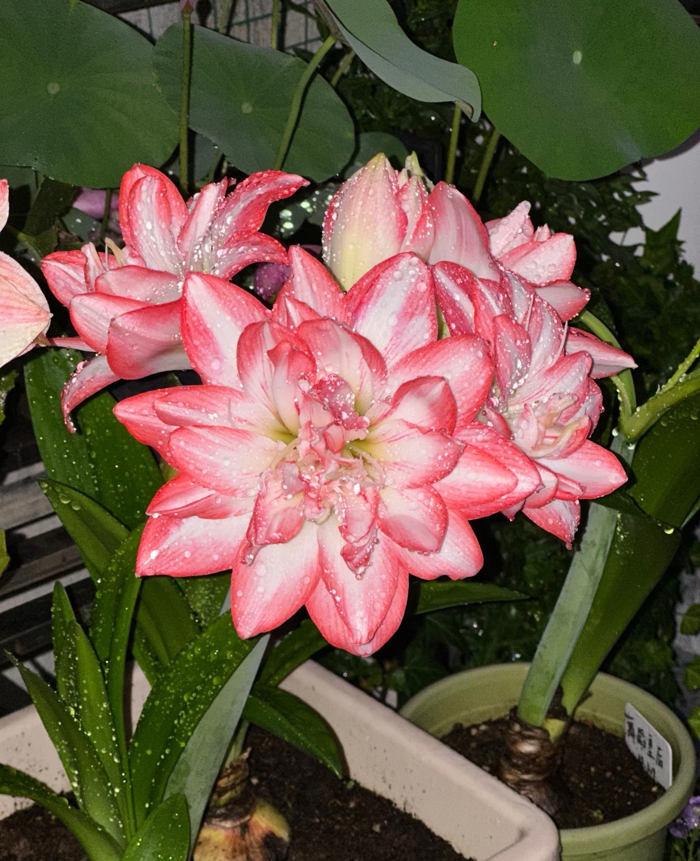 重瓣朱顶红花孔雀包绿植多年生花卉可室内可室外养护带花苞发货