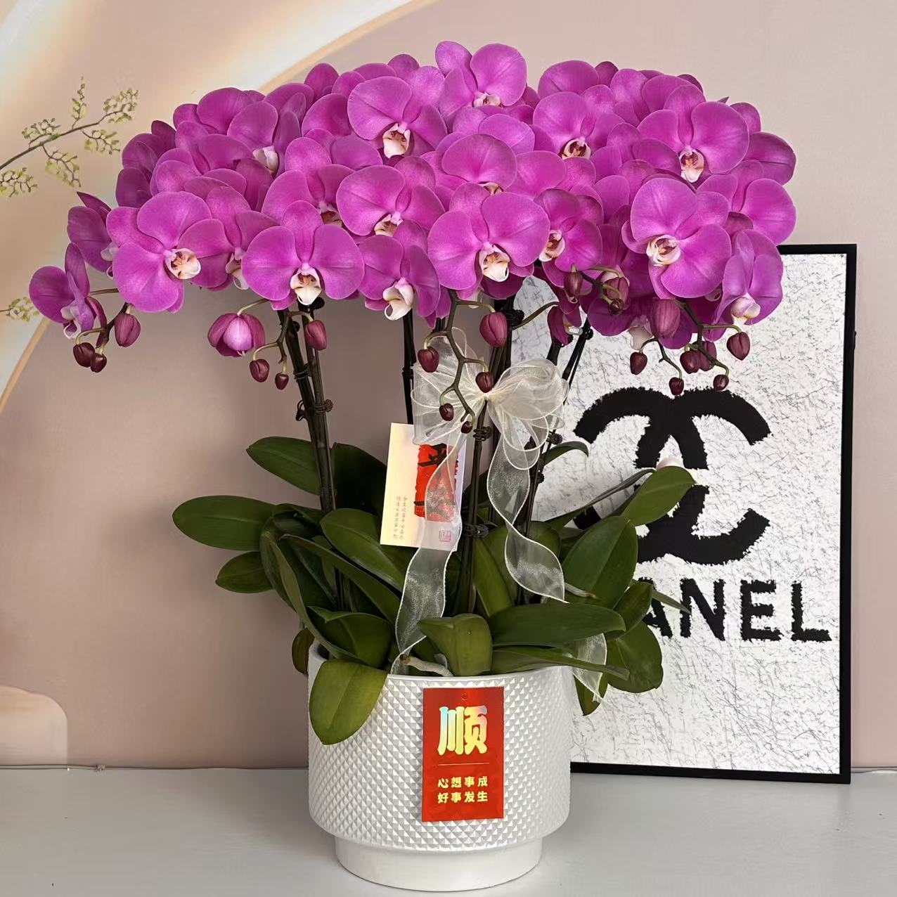 蝴蝶兰【素心】精美组盆系列易养活多样性发货
