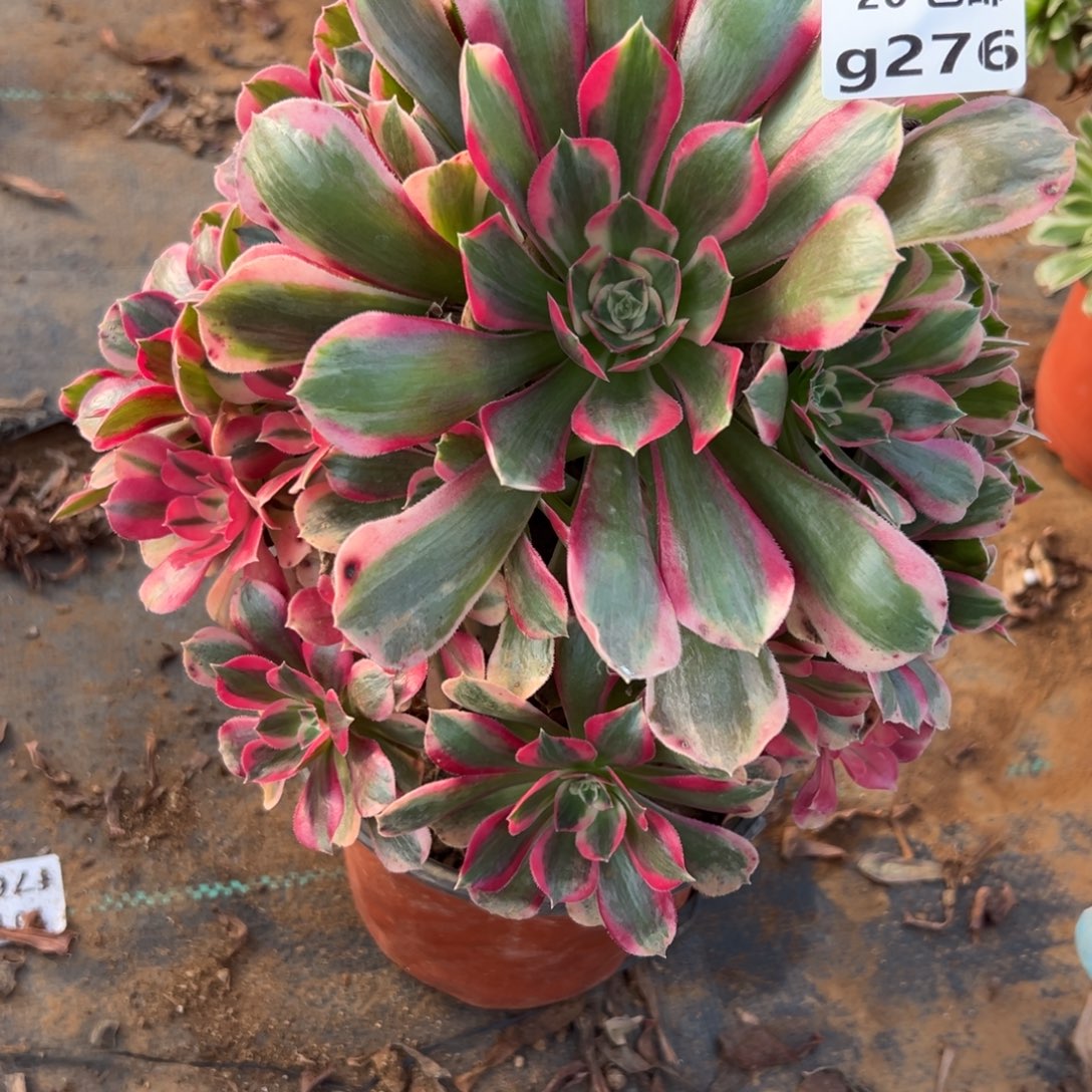 276女郎，满20包邮嘟叮熊