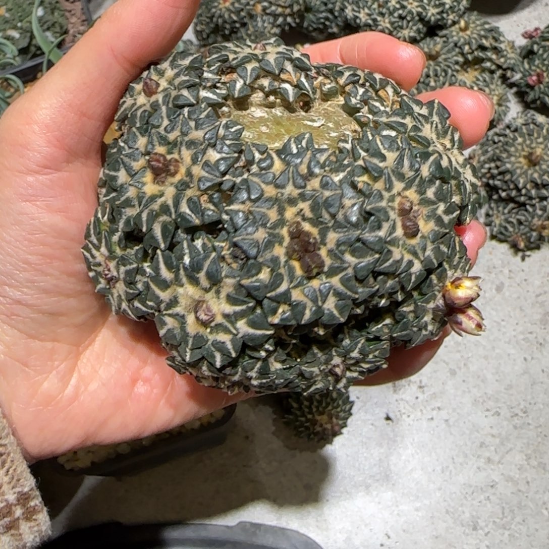 辉***爷自根仙人球特价一颗