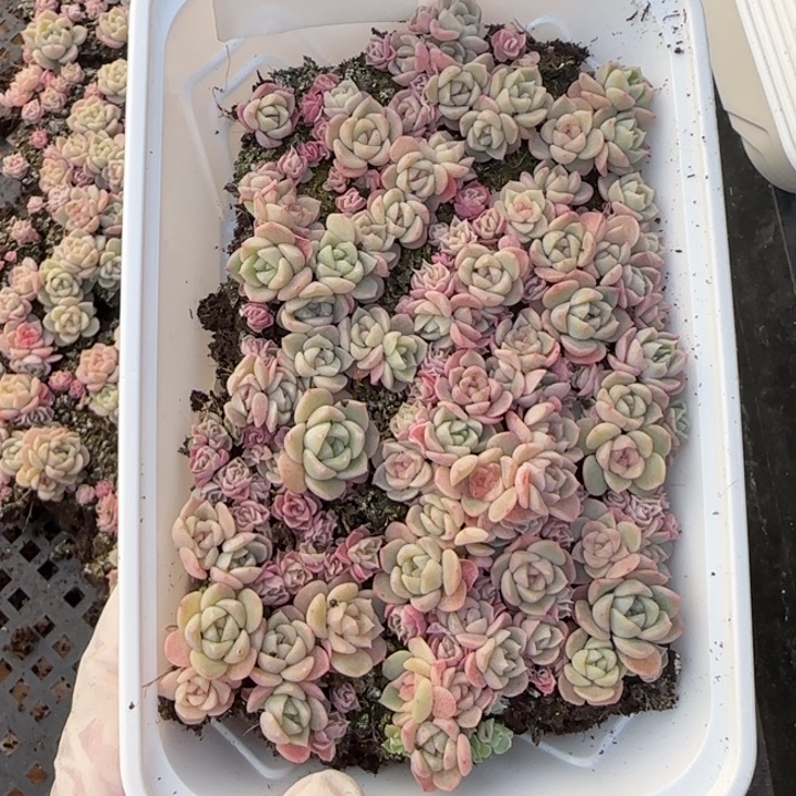 *****167 号王者系列种播苗一盒