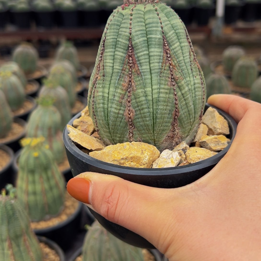 布纹球wwwwwwwwwwww