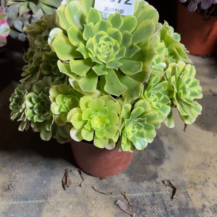 瑞妈，，，。。。。。。072。绿豆沙，