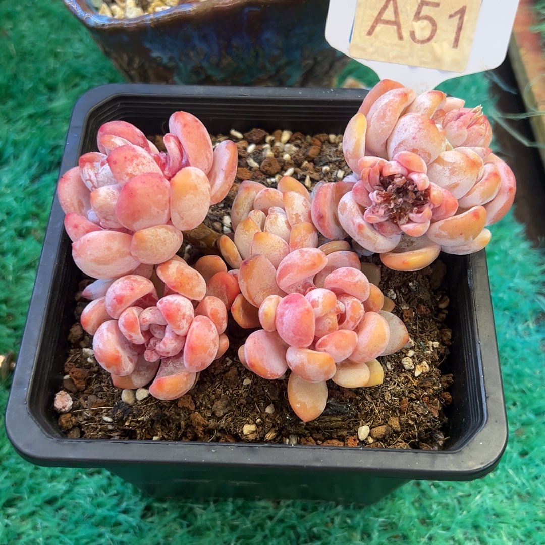 冷香，，，，，，，，，，，，，，，，