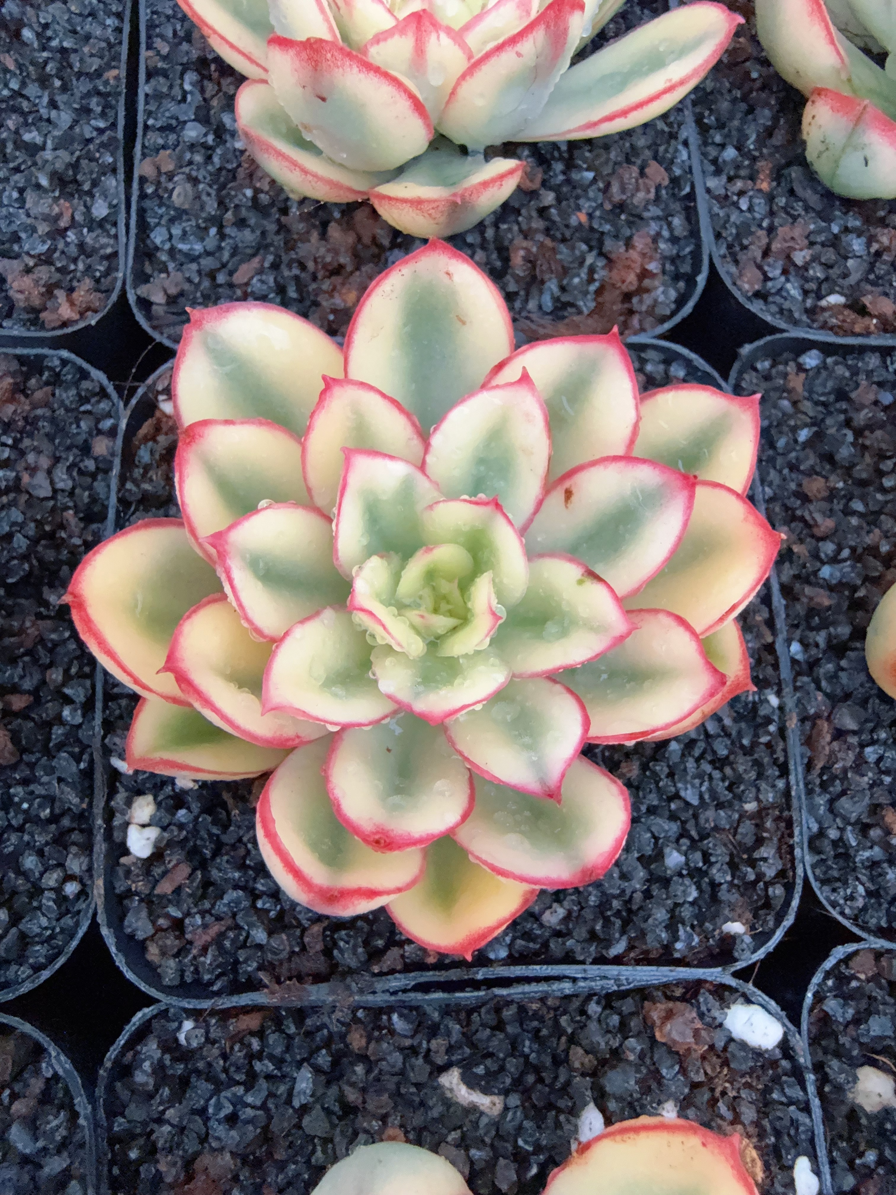 70#覆轮红花女王锦（4-7cm）脱土