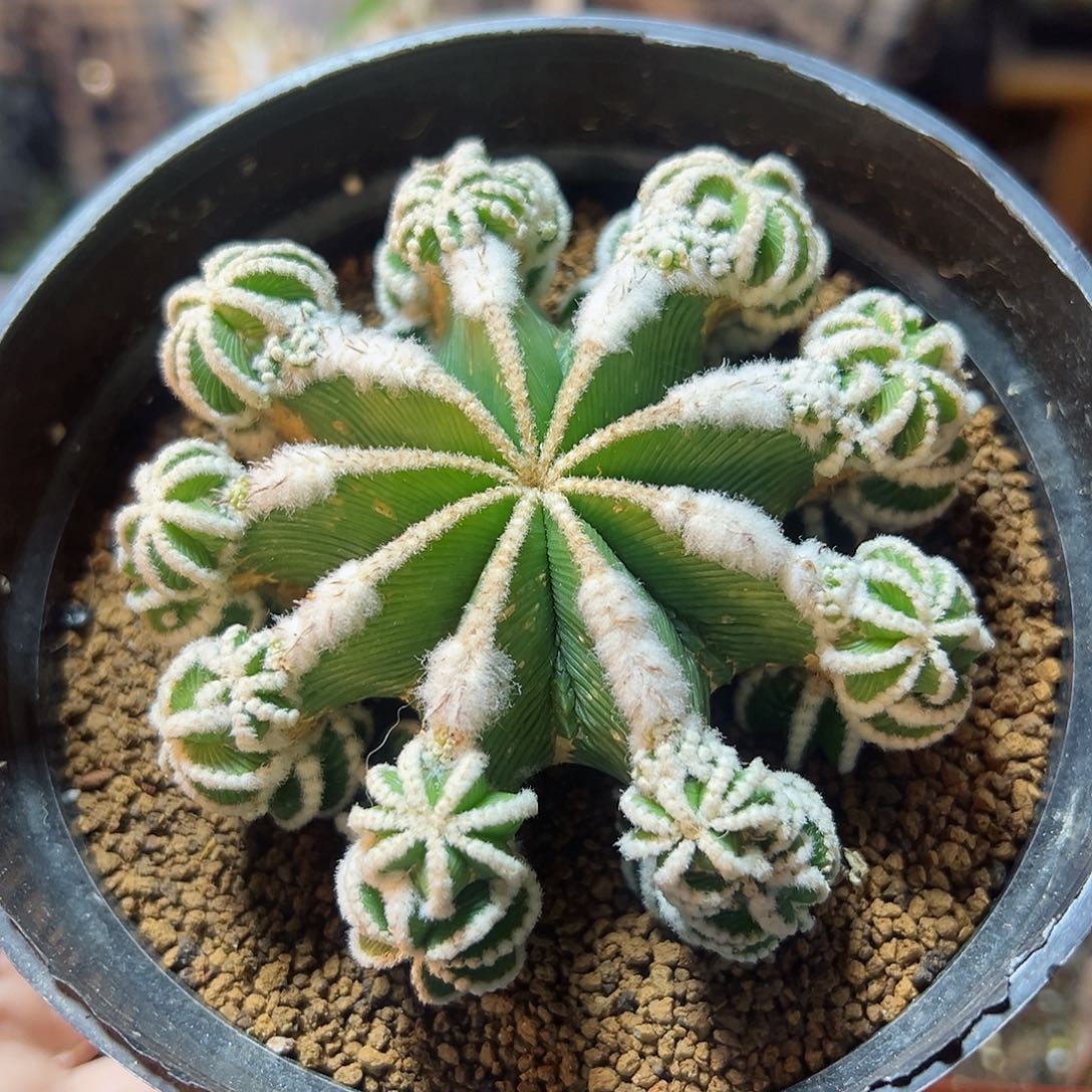 晚2号辛盾花笼无根带小木心9公分