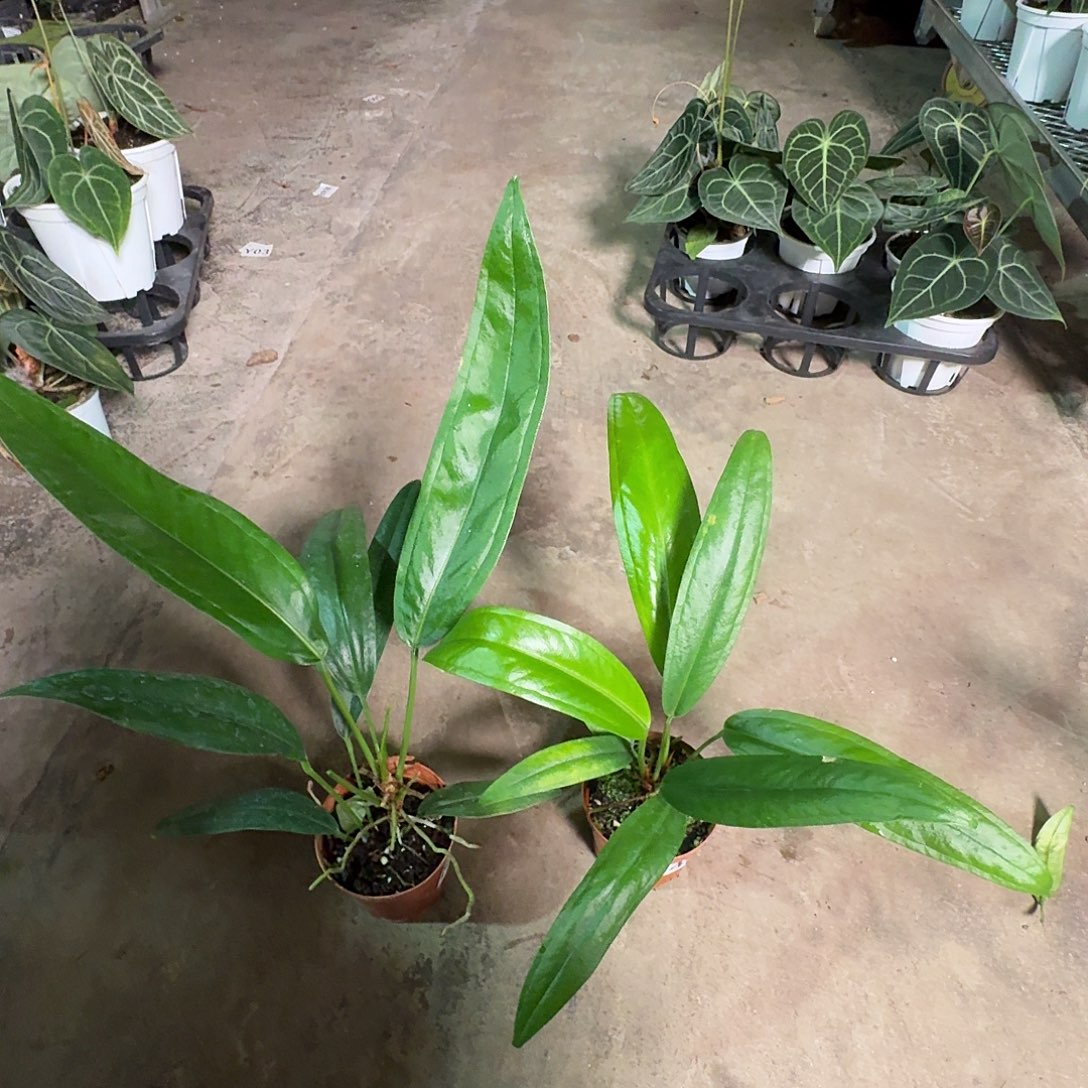 L***e完全开放F53F54贝克利领带