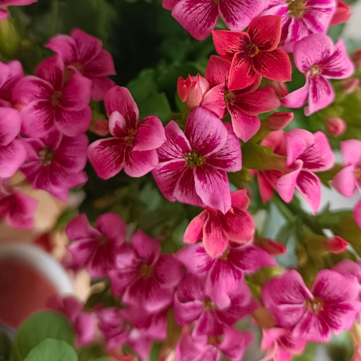 【史莱克】稀有猫眼单瓣品种长寿花110盆花卉