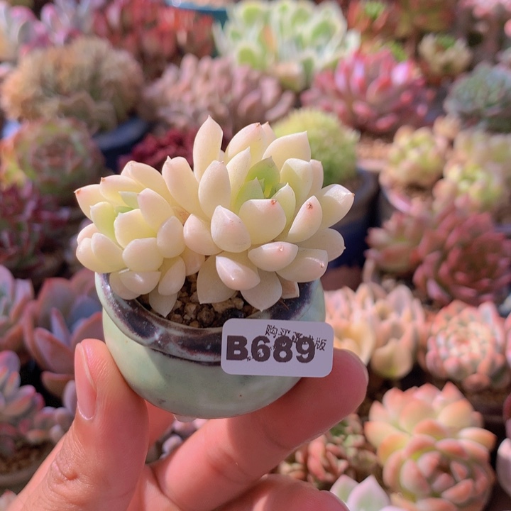 一物一拍含盆土满38包邮B689