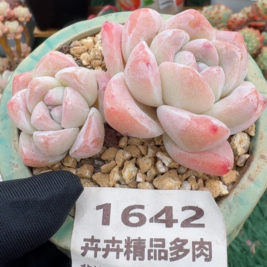 1642一物一拍（满28包邮）