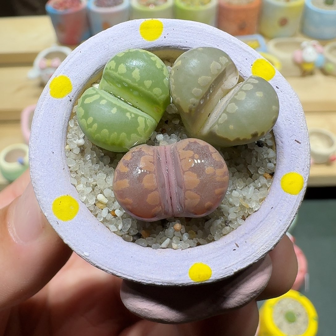 红陶蘑菇397大牙
