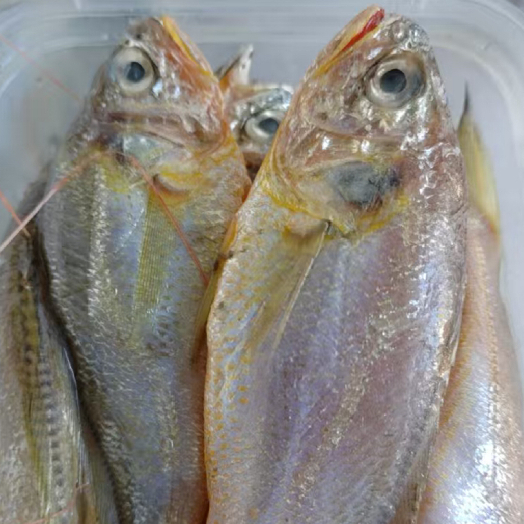 小黄鱼16块一斤