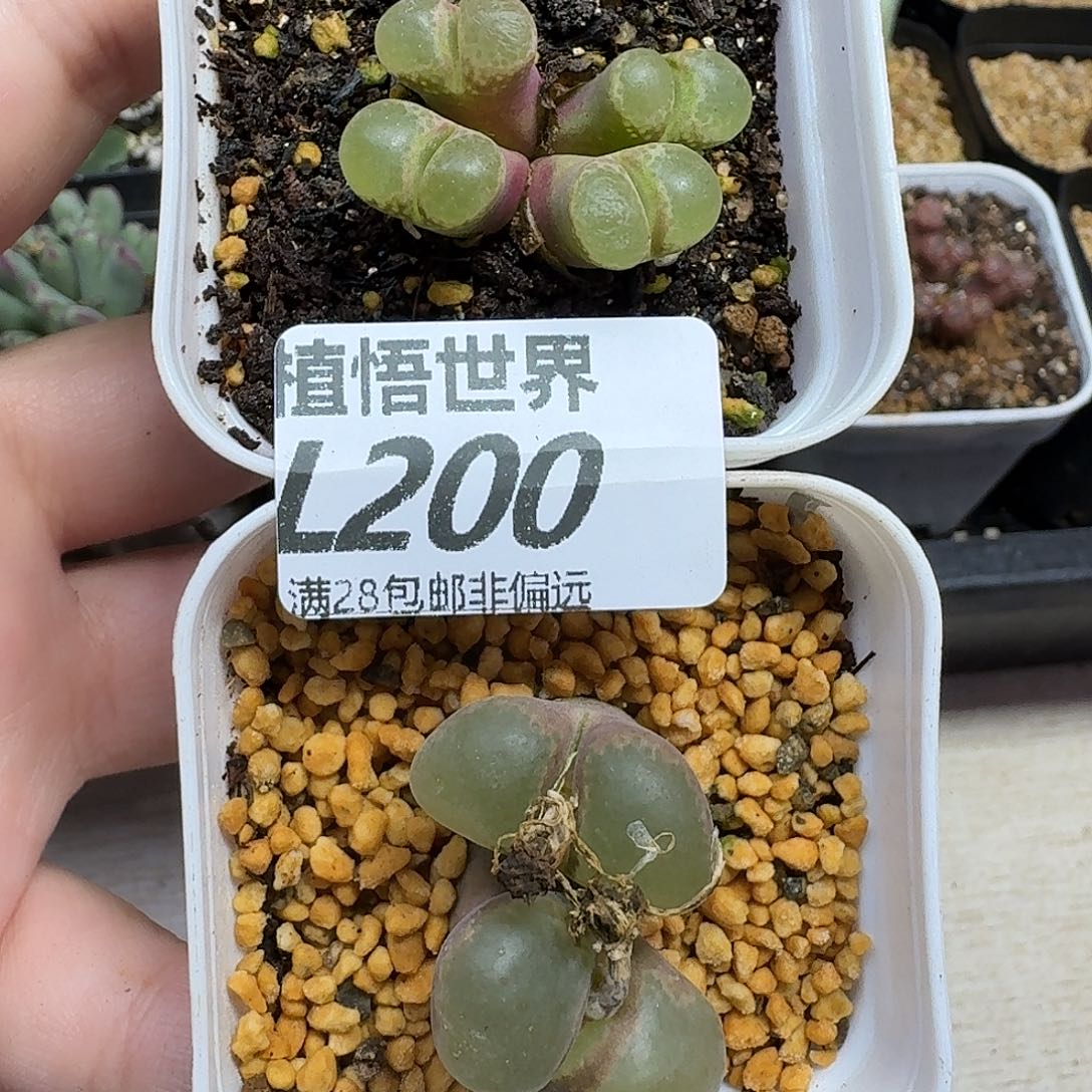 多肉植物的人生fghh