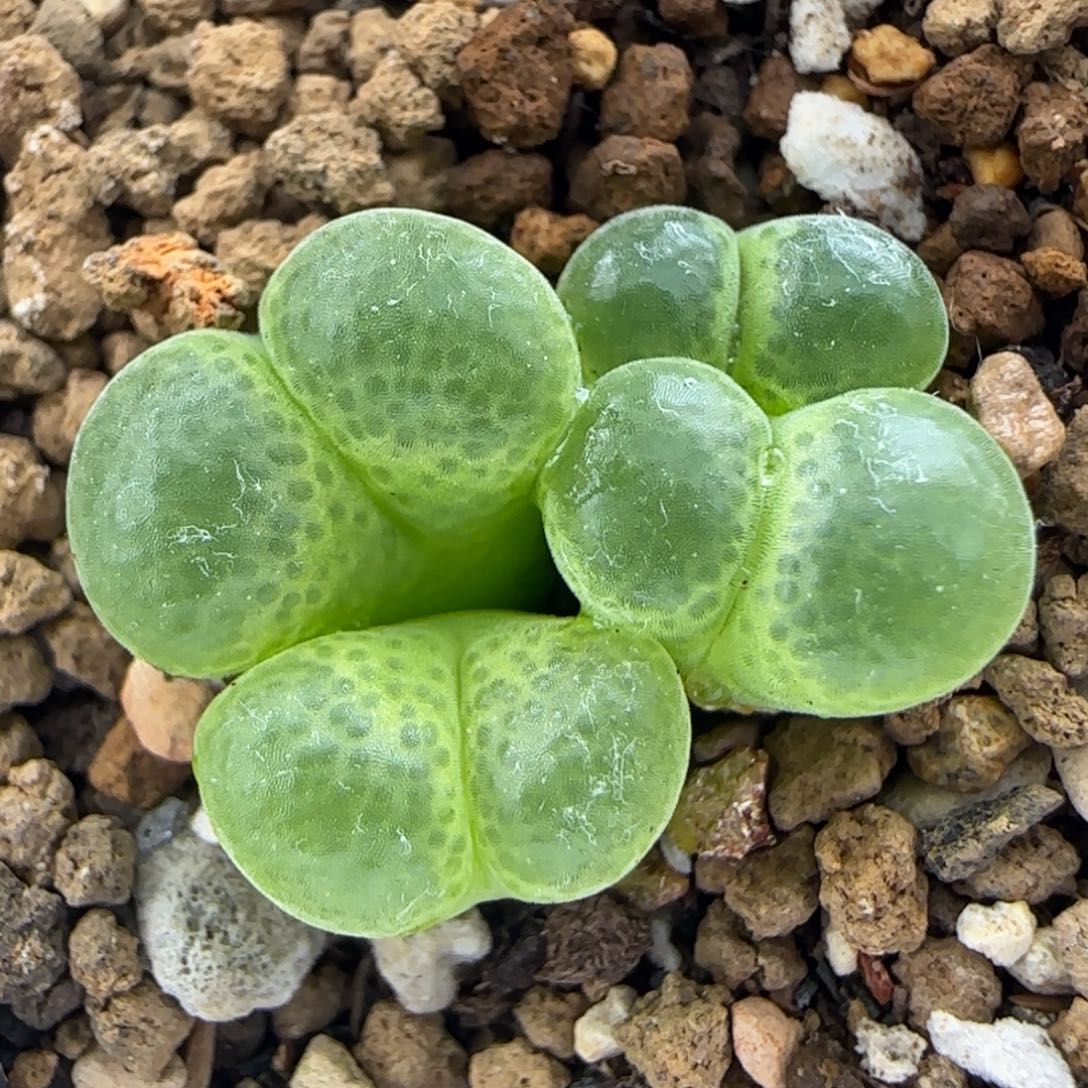 5.24。风铃。9014。 