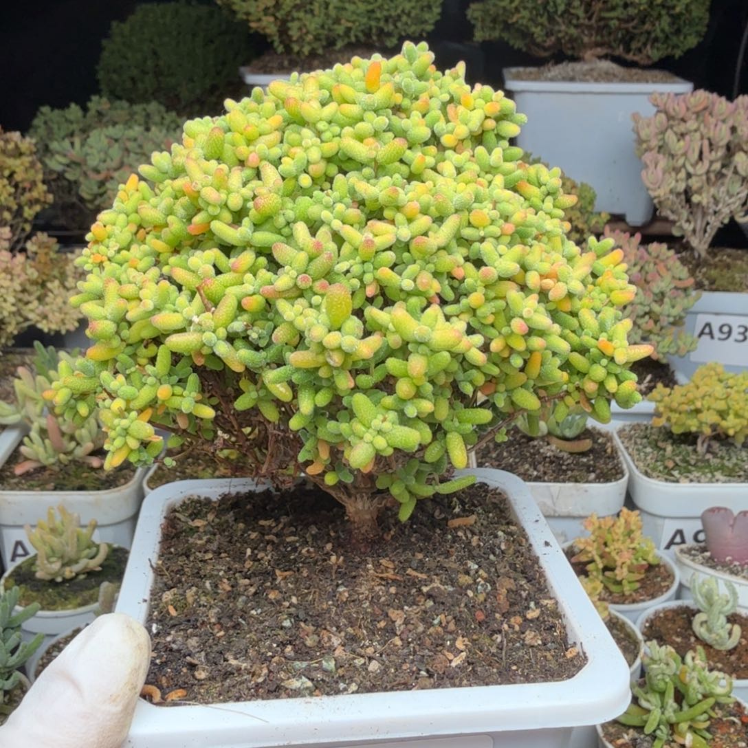 A996金桔糖球枝干