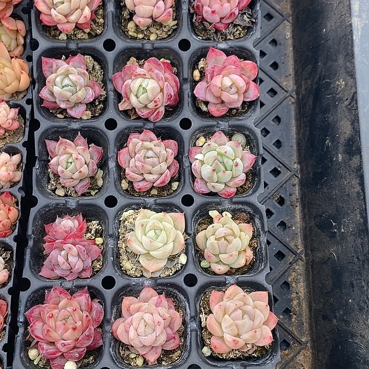 10 多肉植物盆栽花卉植物