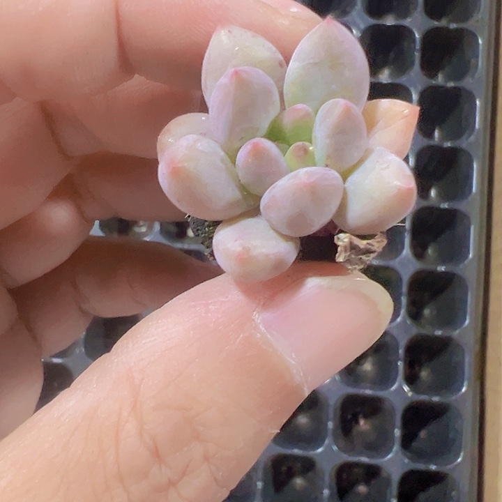 金虞姬精品多肉植物