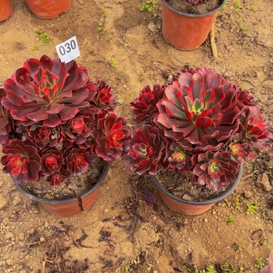 美杜莎2棵4号棚030多肉植物