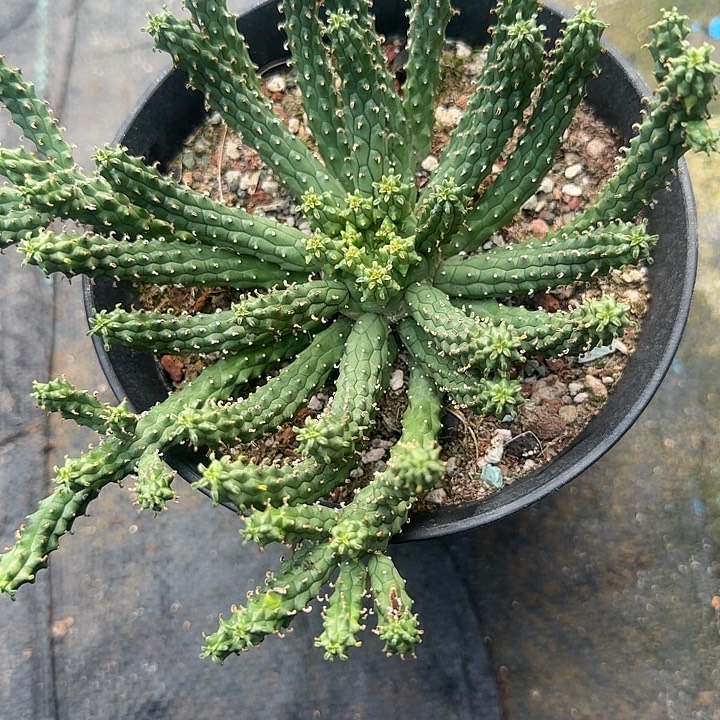 核***寺实生九头大戟带盆发货