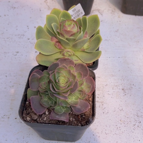 569 山地玫瑰基地福利