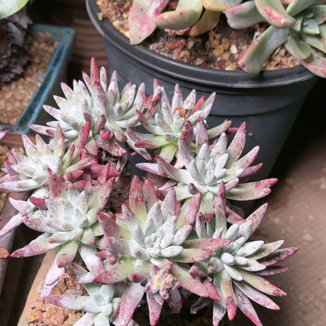 9745海瑟白菊仙女杯多肉