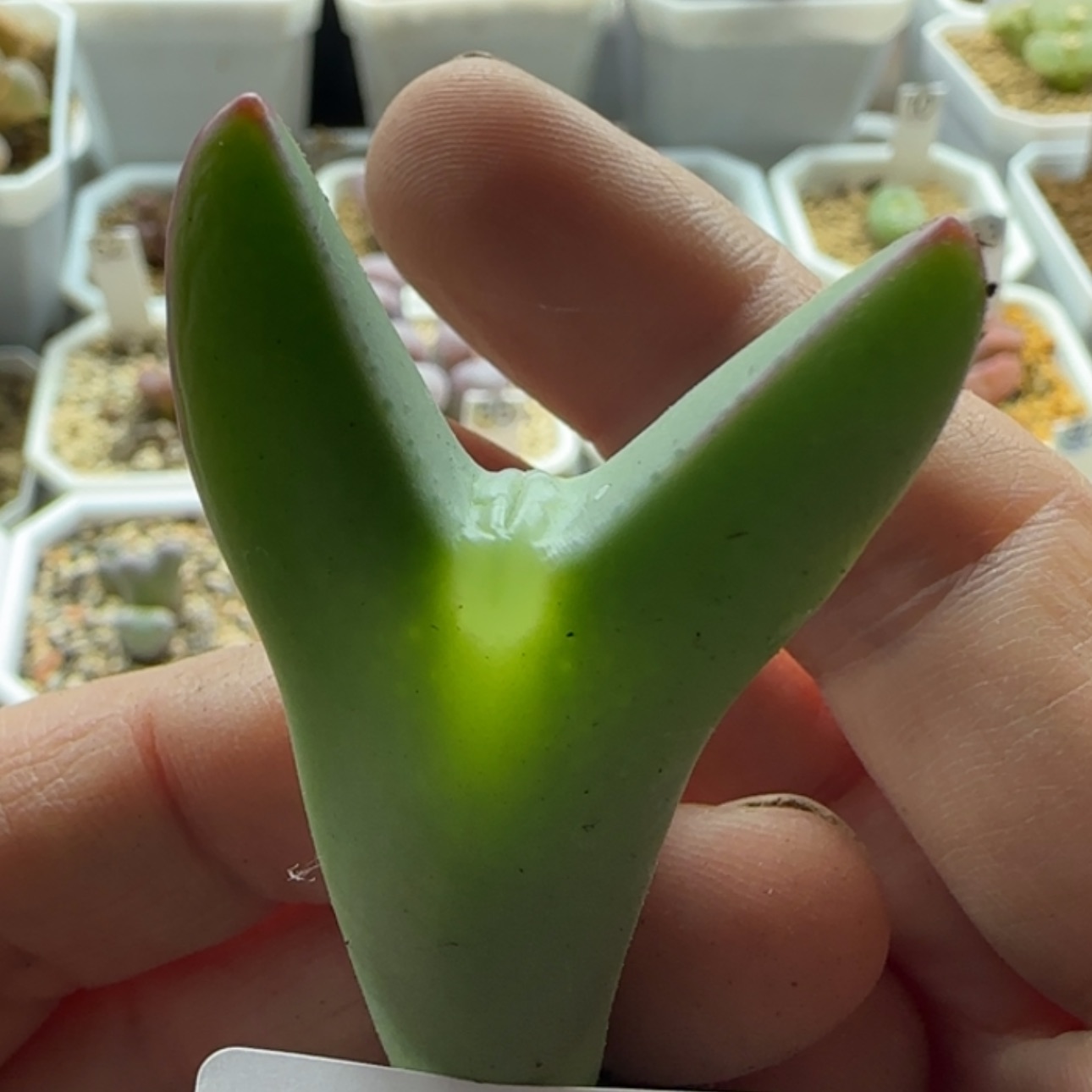 【闪购商品】20604特价嘟嘟嘴   