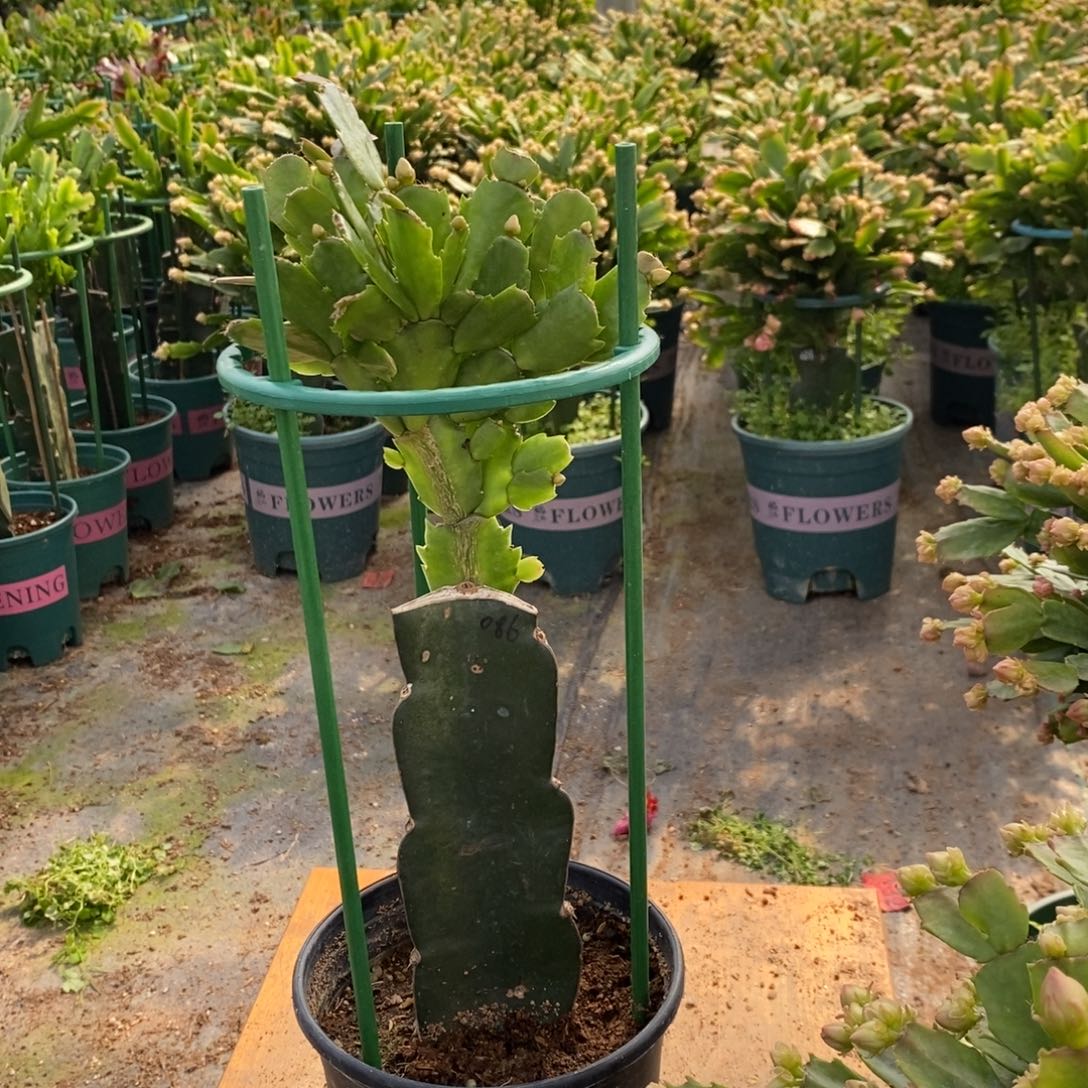 蓝***千当前无花朵，栽培后可花朵085嫁接086