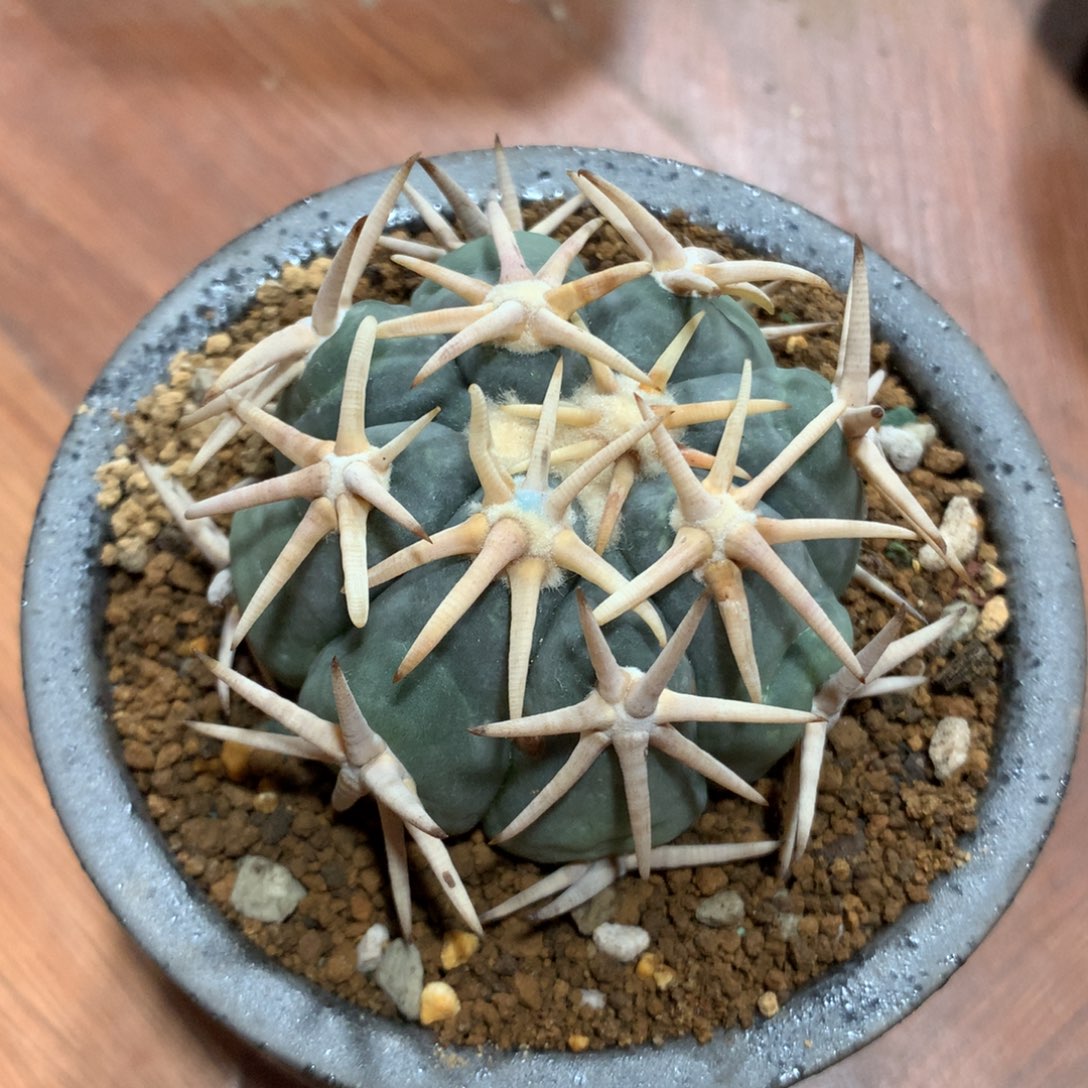 老***王白刺翠平落地自根
