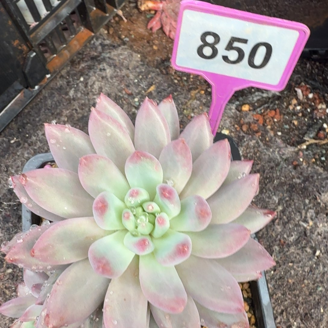 阿***虎多肉植物虞美人850