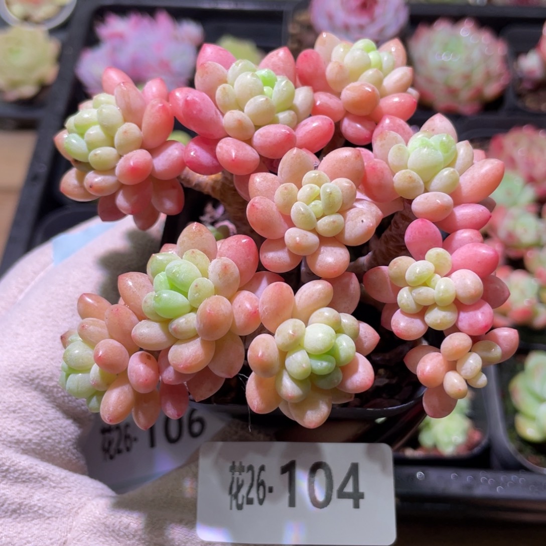 花利美26-104洛可可