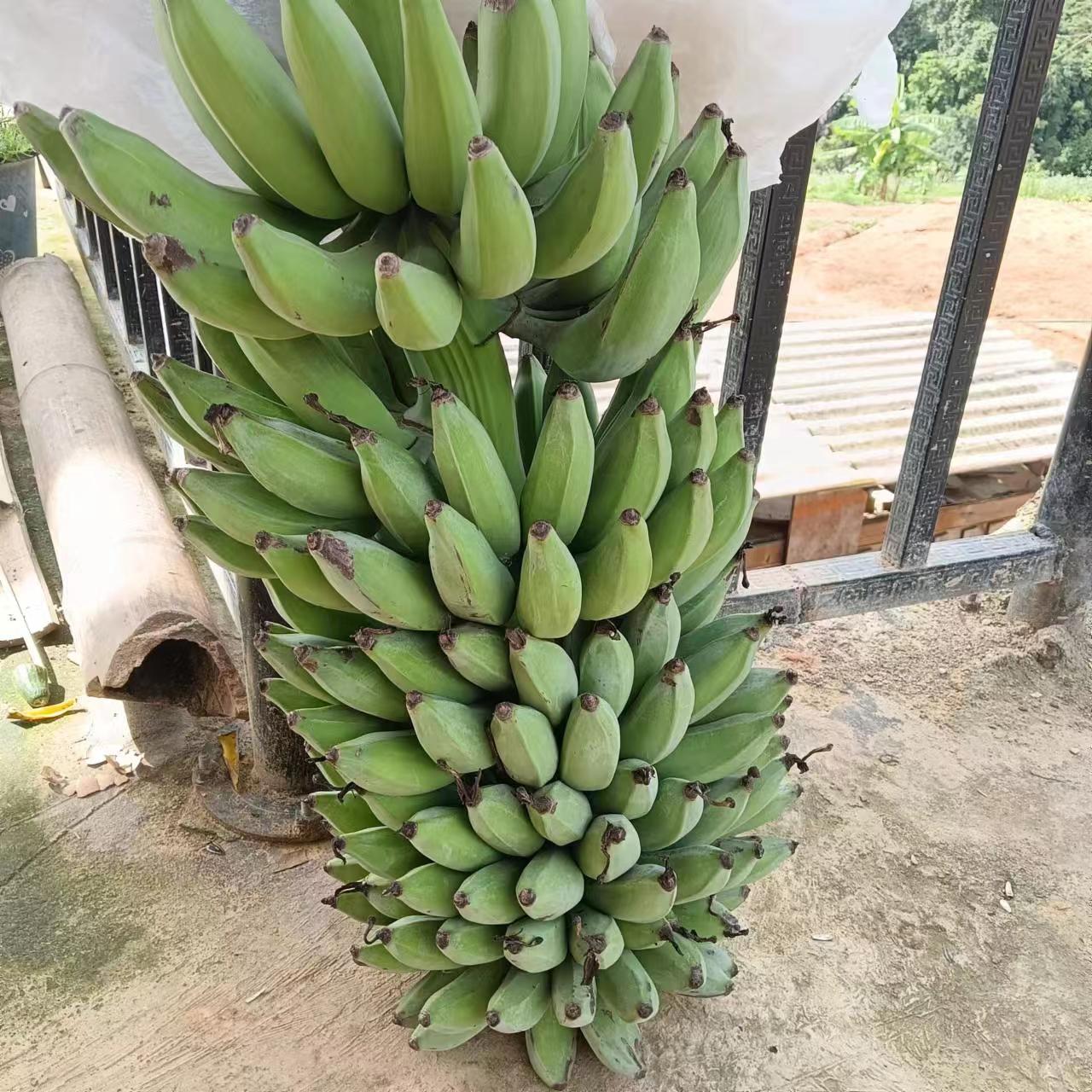 云乡土特产 【芭蕉】好物推荐搭配枸杞