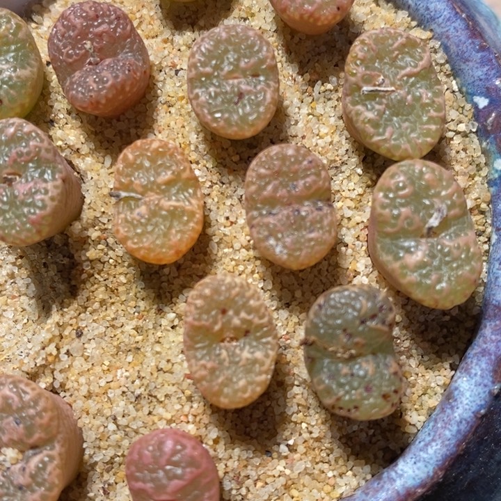 泡泡勋章一颗一颗