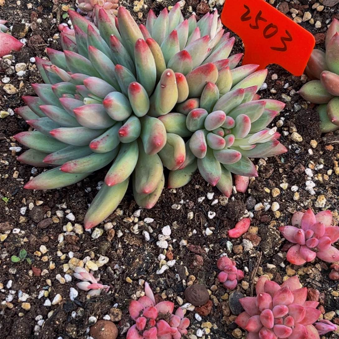 2503下午多肉植物群生