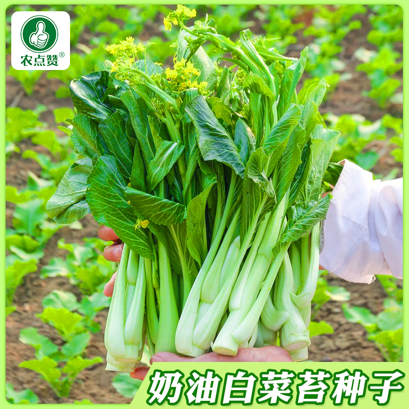 【白菜苔种子】四季早熟耐热白菜心种籽多次采收高产蔬菜种孑