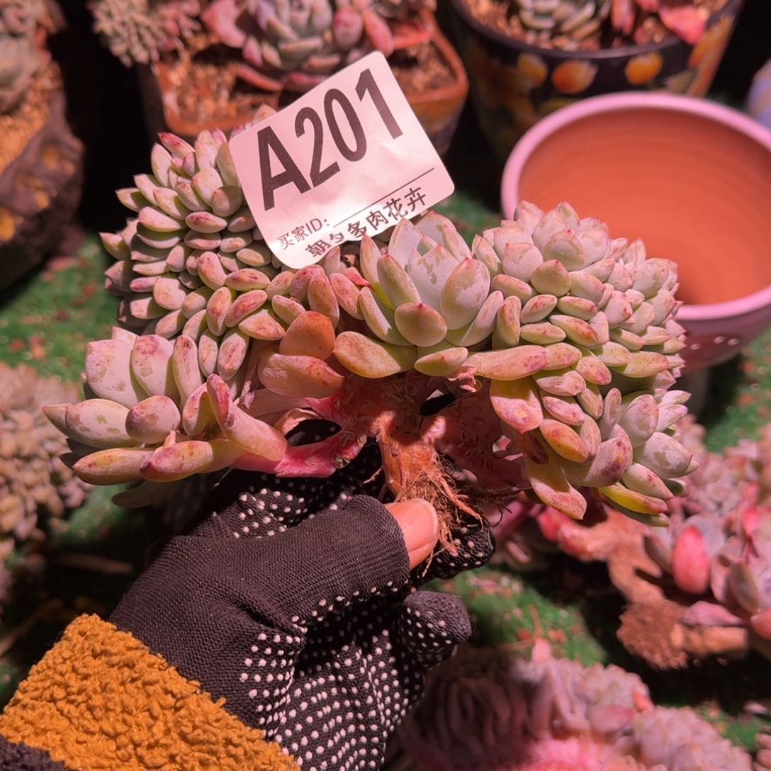 星影小树缀化呀呀呀