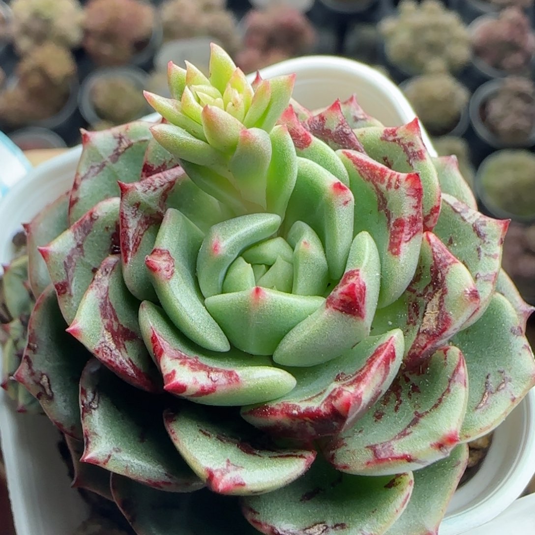 花语逸镜0226-485