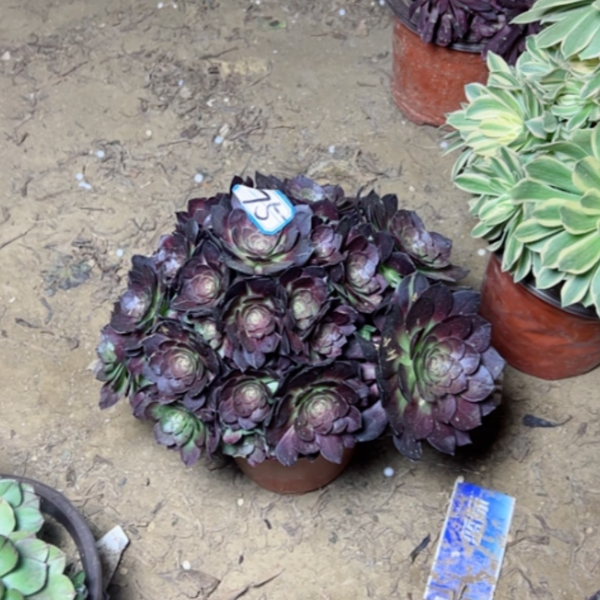 【闪购商品】多肉植物黑魔75