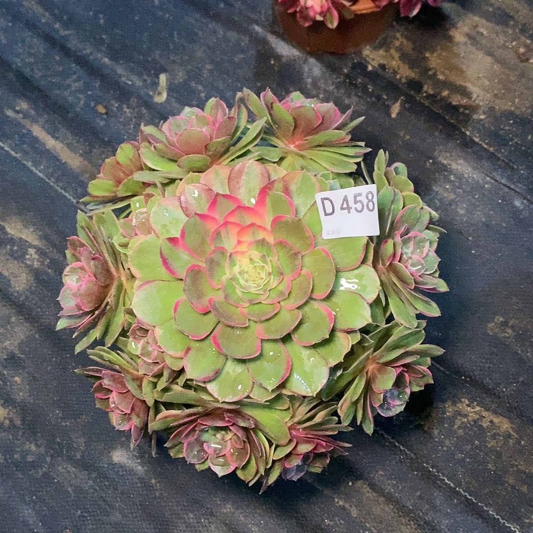 粉花妖458多111111