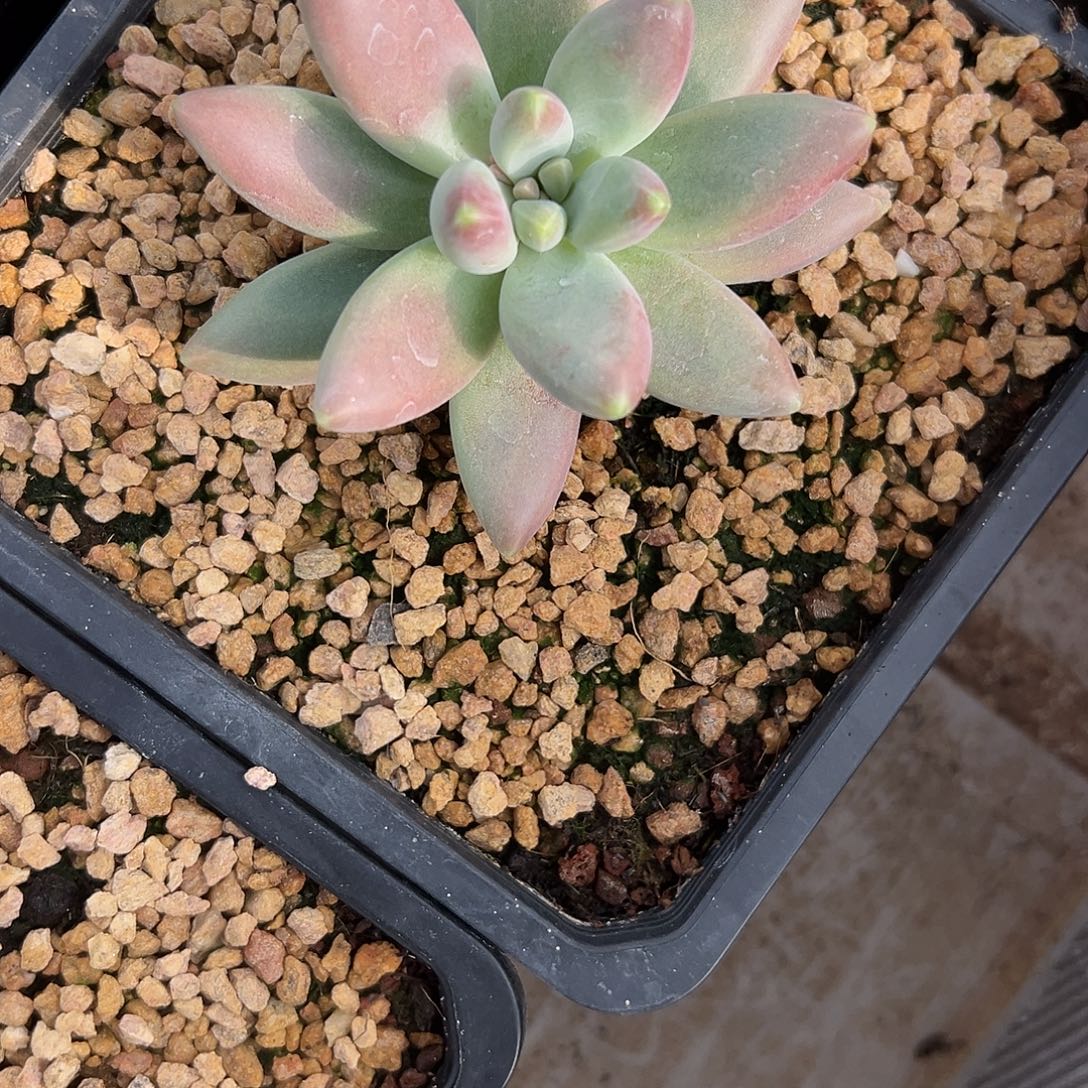 遇***爱2颗摩登女郎多肉。     