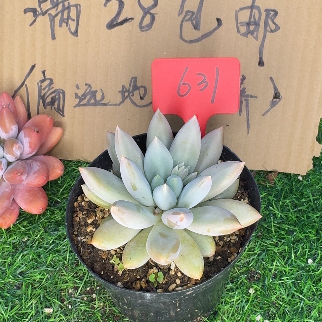 云南多肉小栈631哥特