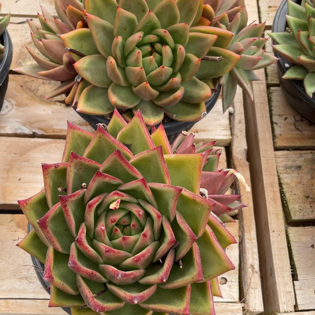 无花朵若如东云组拍E806