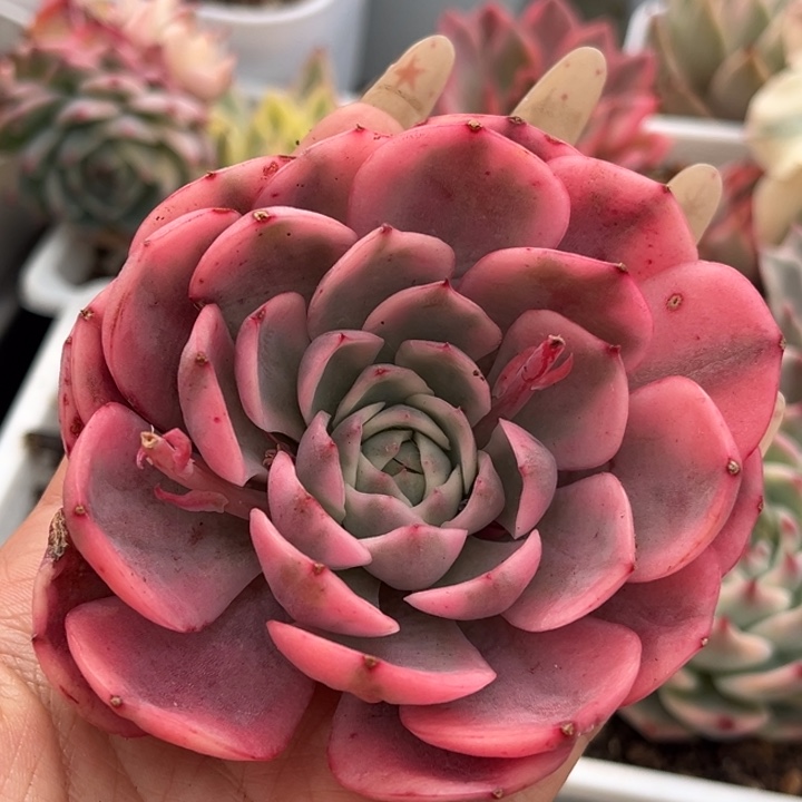 粉水晶锦头盖一颗价格