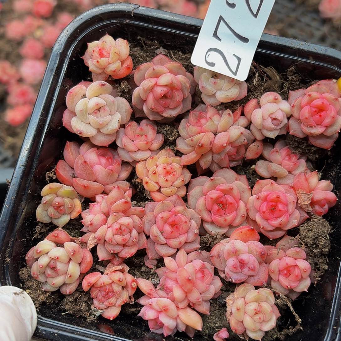 多肉植物多肉植物272